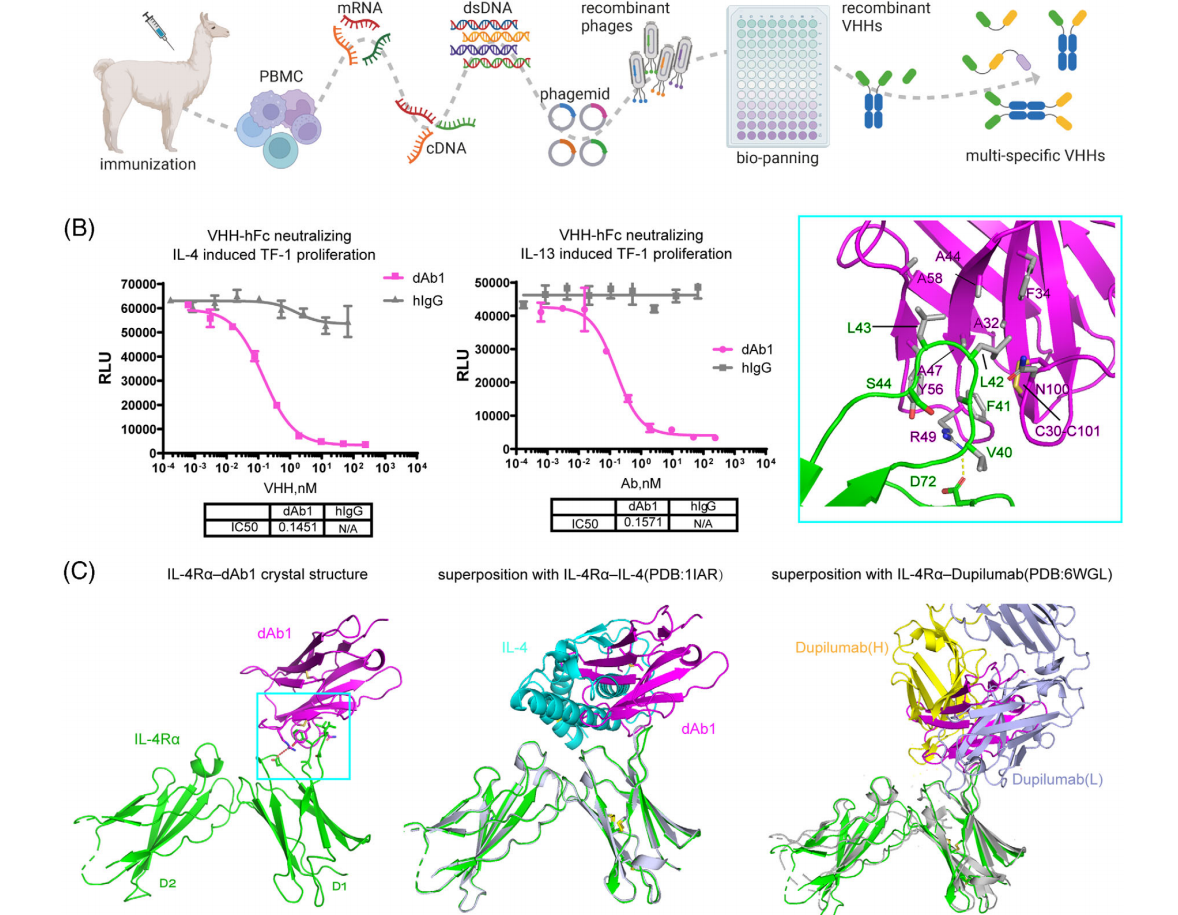 科(kē)研快报：靶向IL-4Rα/IL-5双特异性纳米抗體(tǐ)的结构解析